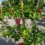 Jabloň domáca (Malus domestica) ´STARKING´ - zimná, výška 200-230 cm, obvod kmeňa 16/18 cm, kont. C70L - tvarovaná stena